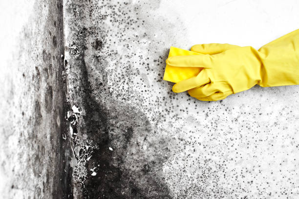 Best Commercial Mold Removal  in Joshua, TX