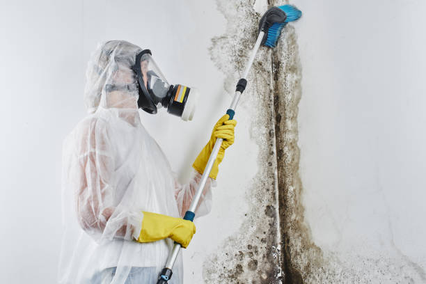 Best Residential Mold Removal  in Joshua, TX
