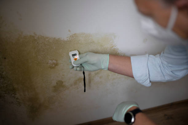 Best Black Mold Removal  in Joshua, TX